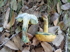 Boletus luridellus