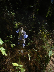 Salvia helianthemifolia