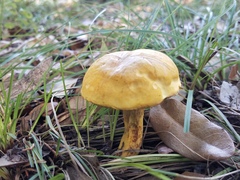 Boletus luridellus