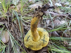Boletus luridellus