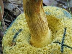 Boletus luridellus