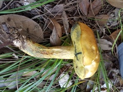 Boletus luridellus