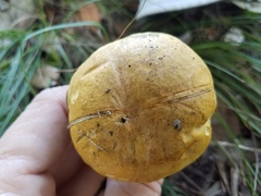 Boletus luridellus