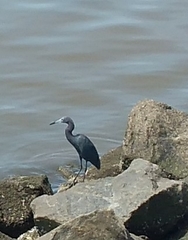 Egretta caerulea