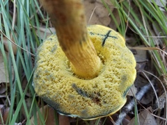 Boletus luridellus