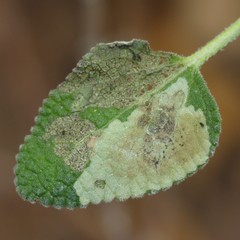 Calycomyza