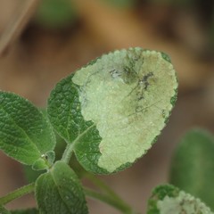 Calycomyza