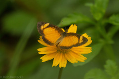 Tegosa anieta