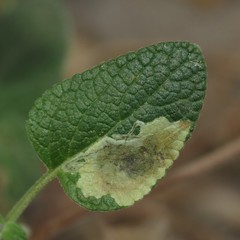 Calycomyza