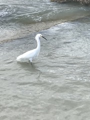 Egretta thula image