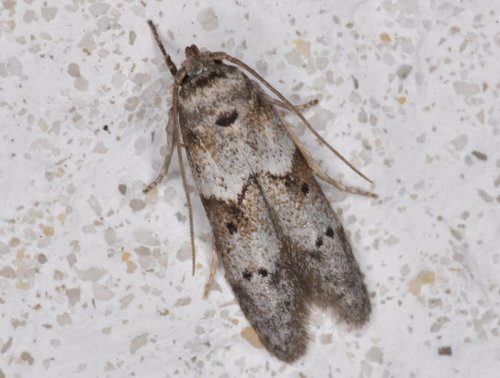 Acorn Moth photo 5