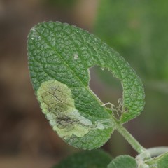 Calycomyza