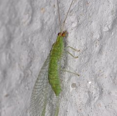 Chrysopodes collaris