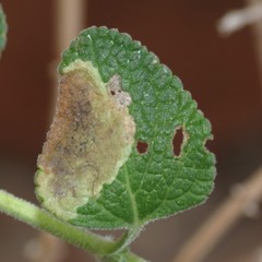 Calycomyza