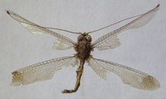 Ululodes tuberculatus