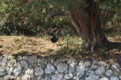 Ortalis poliocephala