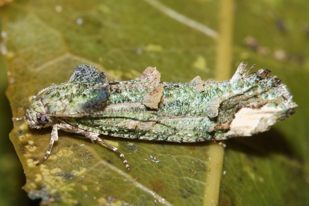 Lysiphragma