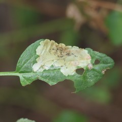 Calycomyza