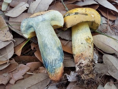 Boletus luridellus