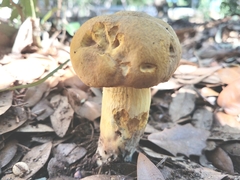 Boletus luridellus