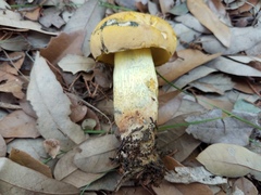 Boletus luridellus