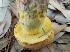 Boletus luridellus