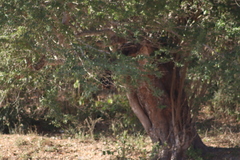 Ortalis poliocephala