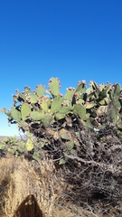 Opuntia hyptiacantha