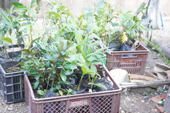 Chamaedorea linearis