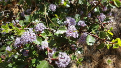 Ceanothus pinetorum