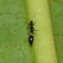 Franklinothrips vespiformis