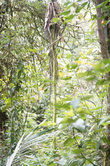 Chamaedorea linearis