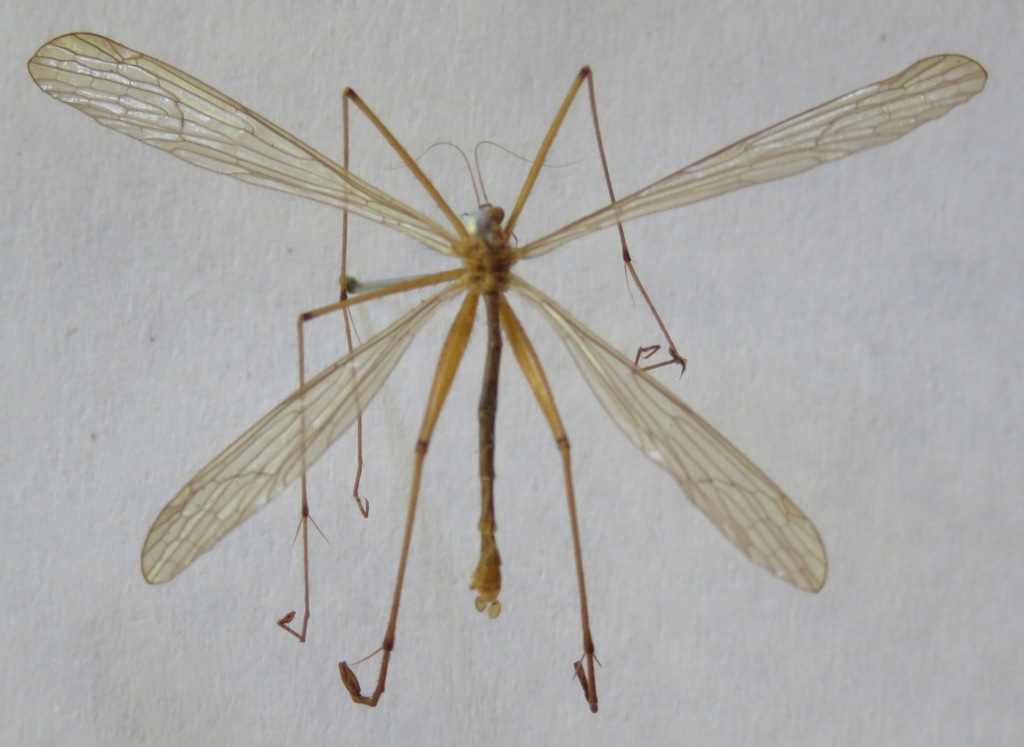 Bittacus spatulatus