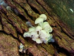 Clitocybula abundans