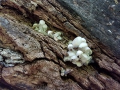 Clitocybula abundans