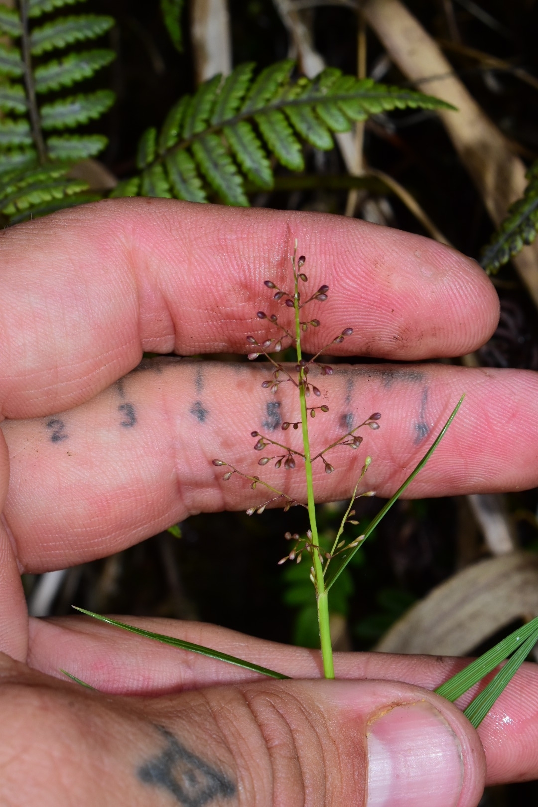 Isachne rigidifolia