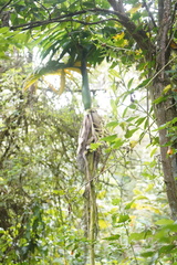 Chamaedorea linearis