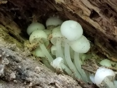 Clitocybula abundans