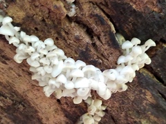 Clitocybula abundans