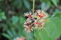 Smilax bracteata