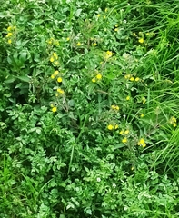 Calceolariaceae