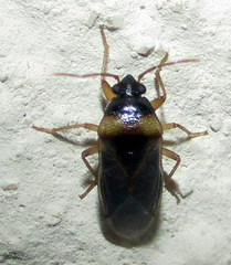 Stilbocoris