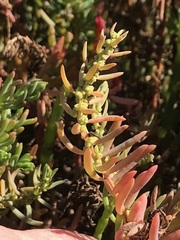 Suaeda australis