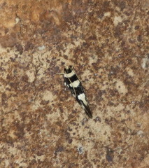 Macrobathra arrectella