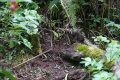 Chamaedorea linearis