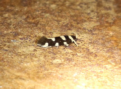 Macrobathra arrectella