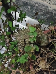 Itapotihyla langsdorffii