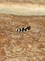 Macrobathra arrectella