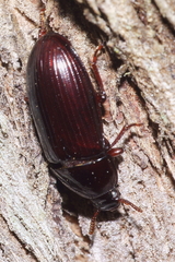 Uloma tenebrionoides