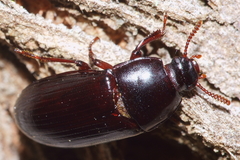 Uloma tenebrionoides
